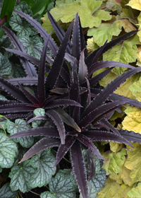 Eucomis 'Dark Star'